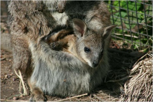 Baby Wallaby in Mother's Pouch 2
